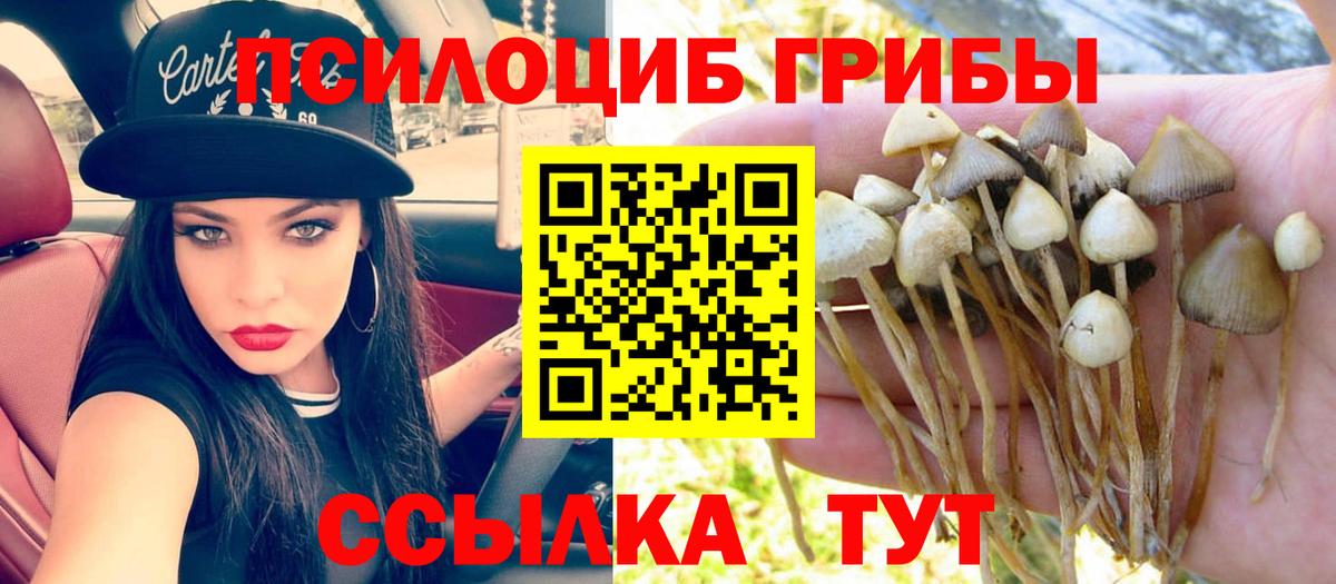 Галлюциногенные грибы Psilocybe Заринск
